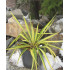 Hapsijukka ’Golden Sword’ (Yucca filamentosa ’Golden Sword’)